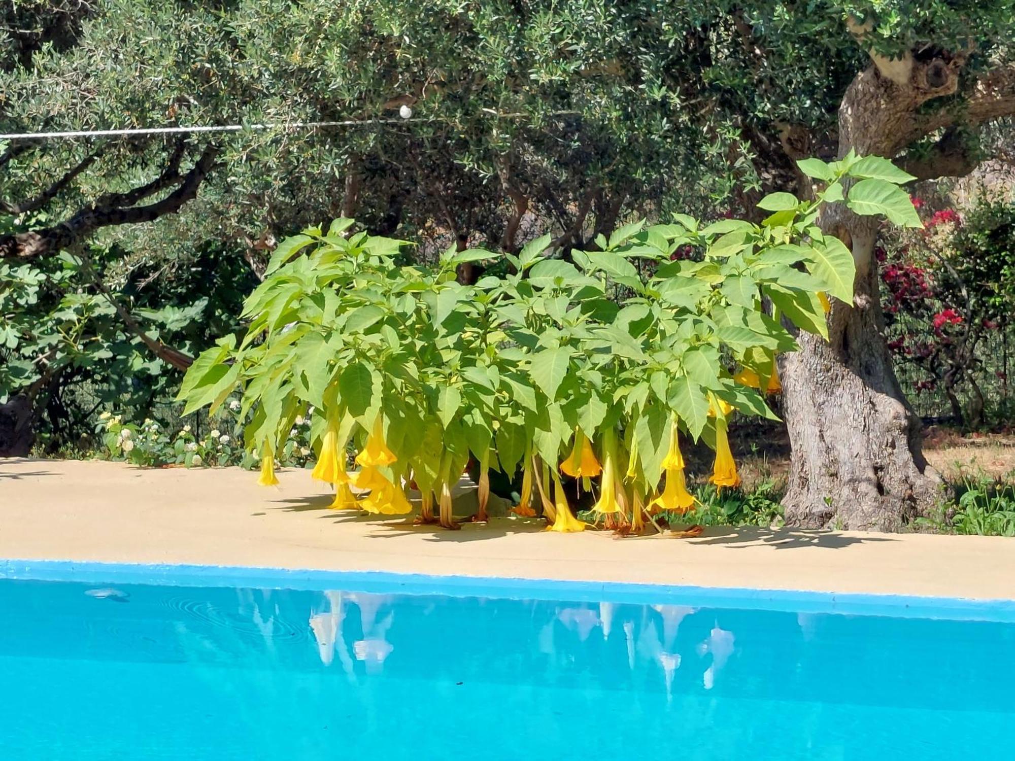 Apartament Sofiana'S Garden Retreat With Private Pool Dhrapaniás Pokój zdjęcie